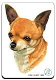 Chihuahua Art Print - Magnet By Robert J. May